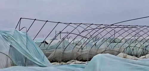 暴雨冲毁十余亩草莓 安徽莓农无奈面临绝收困境