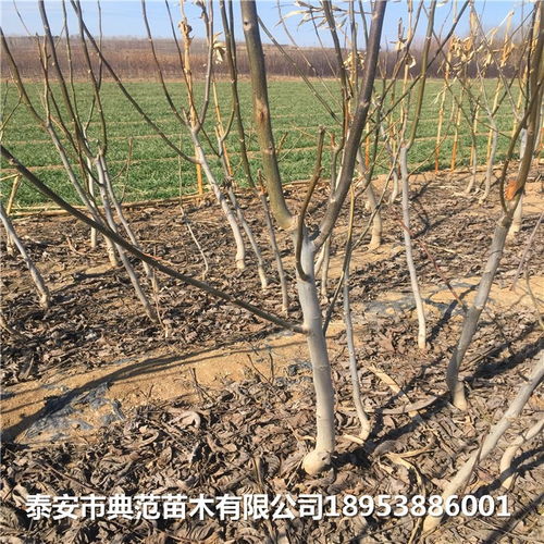 清香核桃树苗价格、品种与农业塑料薄膜使用指南