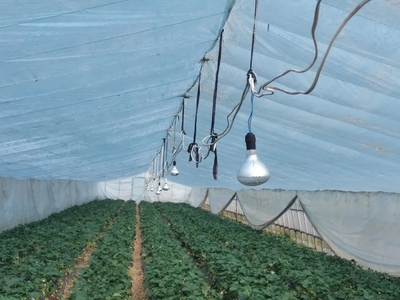 最强寒潮来袭，沪郊农业合作社多措并举保生产