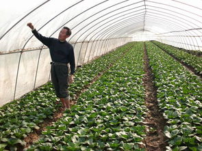 黄泽菜农忙为蔬菜“穿冬衣” 塑料薄膜助力冬季农业丰收