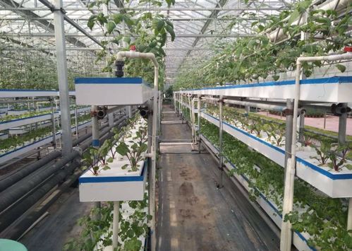 润普达农业 重庆智能温室大棚绝缘与防水材料的科学覆盖方法