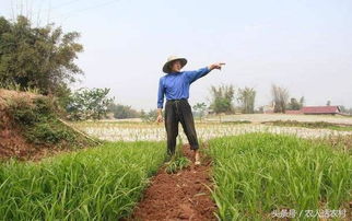 农业用塑料薄膜的真相 增产背后的重重隐忧