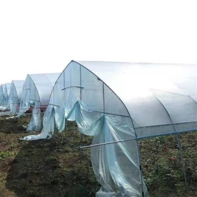 长寿膜引领人参种植新纪元 高抗拉与多样厚度助力现代农业