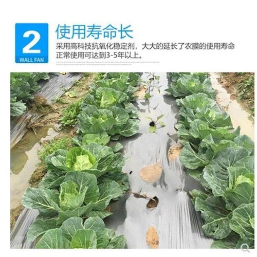 银黑色双色地膜 农业覆盖新利器，保湿除草双效合一