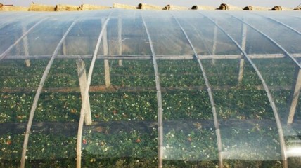 买实用的大棚膜，万兴农业科技是您优先的选择