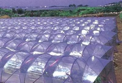 大棚膜选择有讲究！这些注意事项你掌握了吗？