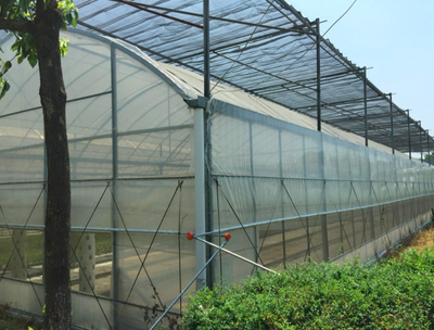 温室湿度高怎么办？塑料薄膜使用技巧